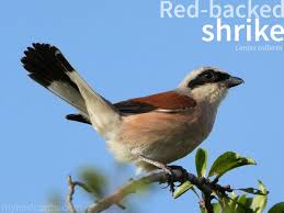 Attēlu rezultāti vaicājumam “Lanius collurio”