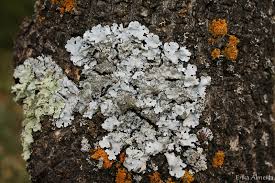 Attēlu rezultāti vaicājumam “Parmelina tiliacea”