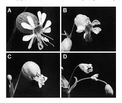 Attēlu rezultāti vaicājumam “Silene vulgaris flower”