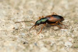 Attēlu rezultāti vaicājumam “Anchomenus dorsalis”