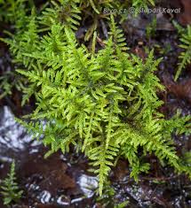 Attēlu rezultāti vaicājumam “Palustriella falcata”