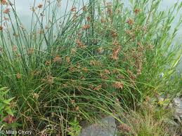 Attēlu rezultāti vaicājumam “Schoenoplectus lacustris subsp. glaucus bud”