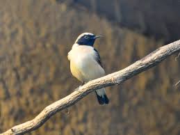 Image result for Oenanthe hispanica