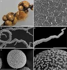 Attēlu rezultāti vaicājumam “Dianema depressum macro”