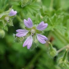 Attēlu rezultāti vaicājumam “Geranium pusillum leaf”