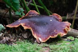 Attēlu rezultāti vaicājumam “Polyporus badius”