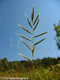 Attēlu rezultāti vaicājumam “Brachypodium pinnatum”