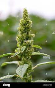 Attēlu rezultāti vaicājumam “Amaranthus retroflexus”