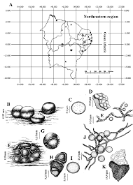 Attēlu rezultāti vaicājumam “Perichaena corticalis”