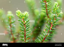 Attēlu rezultāti vaicājumam “Empetrum nigrum flower”