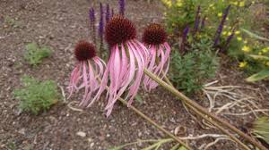 Image result for Echinacea pallida