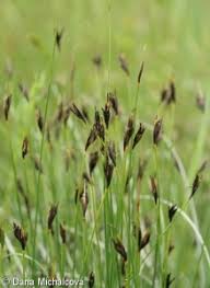 Attēlu rezultāti vaicājumam “Schoenus ferrugineus flower”