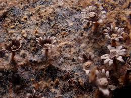 Attēlu rezultāti vaicājumam “Diderma subincarnatum plasmodium”