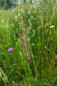 Attēlu rezultāti vaicājumam “Cynosurus cristatus flower”