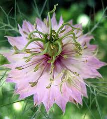 Image result for Nigella damascena