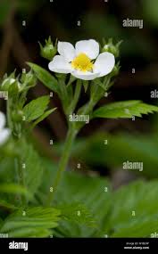 Attēlu rezultāti vaicājumam “Fragaria moschata flower”