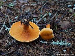 Attēlu rezultāti vaicājumam “Hygrophoropsis aurantiaca”