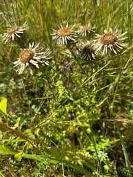 Attēlu rezultāti vaicājumam “Carlina vulgaris flower”