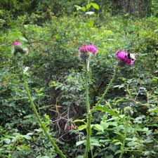 Attēlu rezultāti vaicājumam “Carduus crispus”