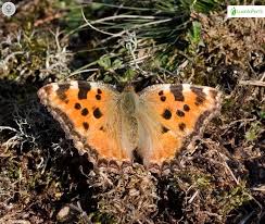 Attēlu rezultāti vaicājumam “Nymphalis polychloros upperside”
