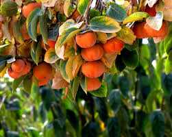 Image result for sharon fruit