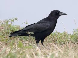 Attēlu rezultāti vaicājumam “Corvus frugilegus adult”