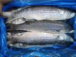 Image result for Mugil