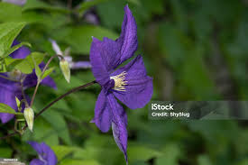 Image result for Browallia speciosa