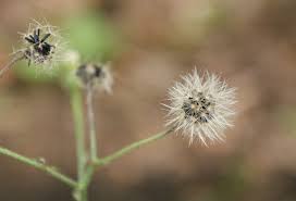 Attēlu rezultāti vaicājumam “Hieracium murorum bud”