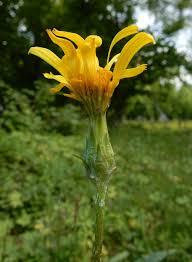 Attēlu rezultāti vaicājumam “Scorzonera humilis leaf”