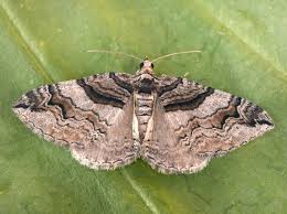 Attēlu rezultāti vaicājumam “Pareulype berberata”