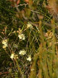 Attēlu rezultāti vaicājumam “Rhynchospora alba fruit”