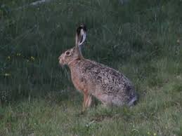 Attēlu rezultāti vaicājumam “Lepus europaeus adult”