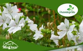 Attēlu rezultāti vaicājumam “Malva moschata flower”