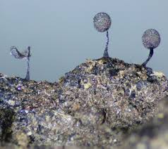 Attēlu rezultāti vaicājumam “Lamproderma elasticum”