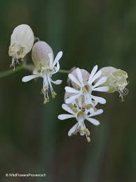 Image result for Silene vulgaris