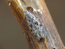 Attēlu rezultāti vaicājumam “Carpatolechia proximella”