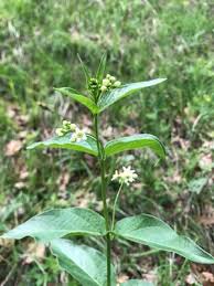 Attēlu rezultāti vaicājumam “Vincetoxicum hirundinaria flower”