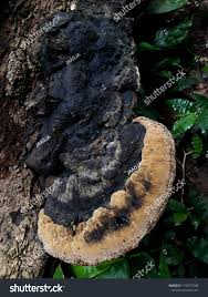 Attēlu rezultāti vaicājumam “Phellinus nigricans”