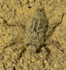 Attēlu rezultāti vaicājumam “Libellula quadrimaculata larva”