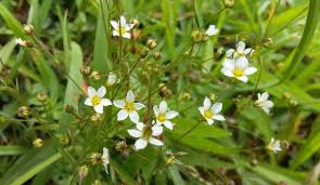 Attēlu rezultāti vaicājumam “Linum catharticum flower”