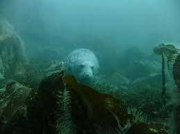 Image result for Leicester Underwater Exploration Club