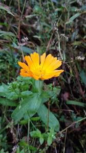 Attēlu rezultāti vaicājumam “Calendula officinalis leaf”