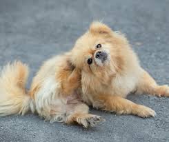 Afbeeldingsresultaat voor honden