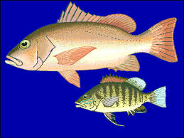 Image result for Lutjanus alexandrei