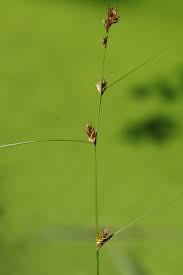 Attēlu rezultāti vaicājumam “Carex remota leaf”