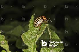 Attēlu rezultāti vaicājumam “Leptinotarsa decemlineata”