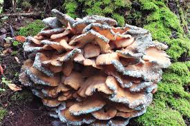 Attēlu rezultāti vaicājumam “Laetiporus sulphureus”