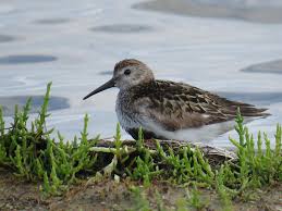 Attēlu rezultāti vaicājumam “Calidris alpina”