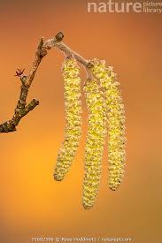 Attēlu rezultāti vaicājumam “Corylus avellana male flower”